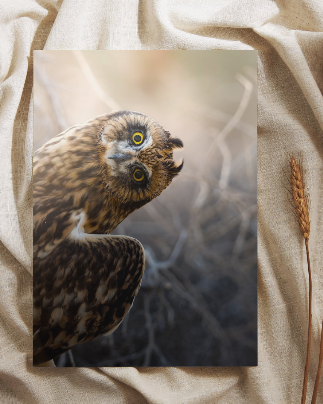 Juvenile Short Eared Owl  Fine Art Print