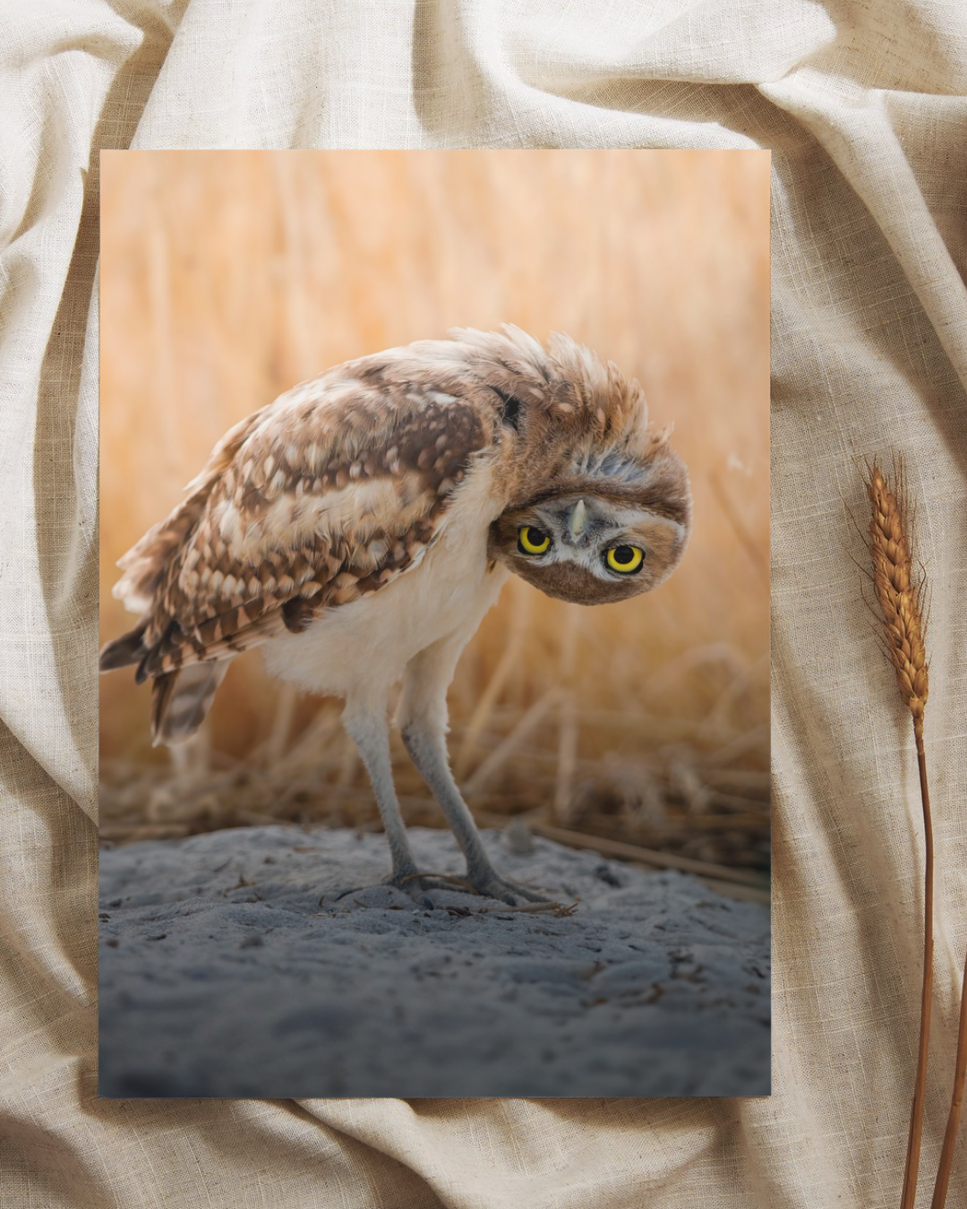 Burrowing Owl Fine Art Print