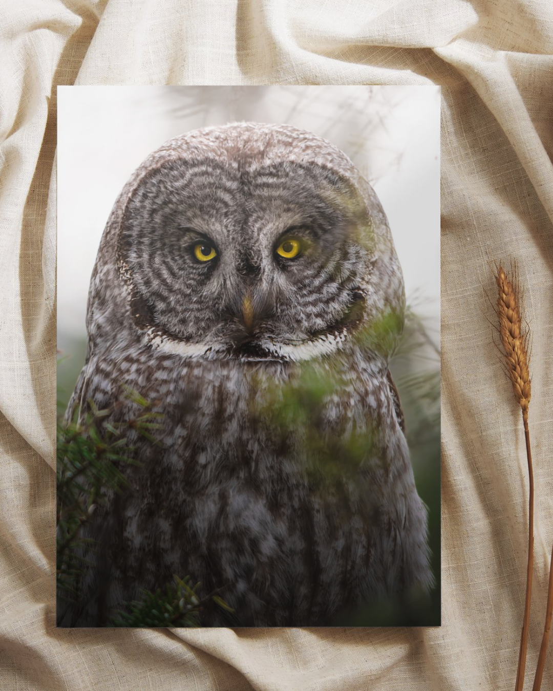 Great Gray Owl Fine Art Print
