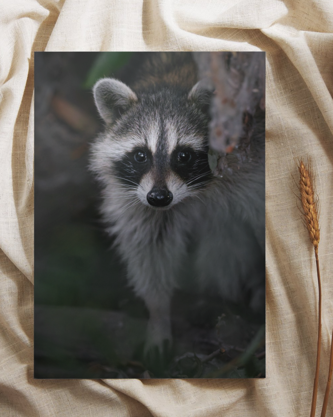 Peeking Raccoon Fine Art Print