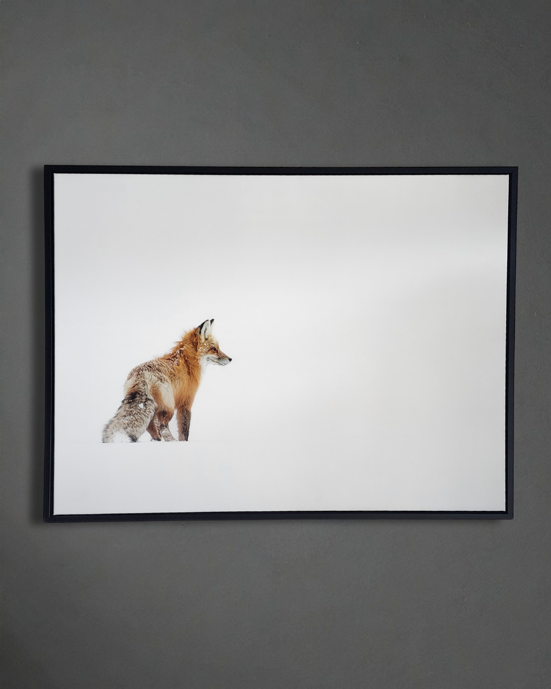 Red Fox in Yellowstone 40x30 Framed Canvas Print