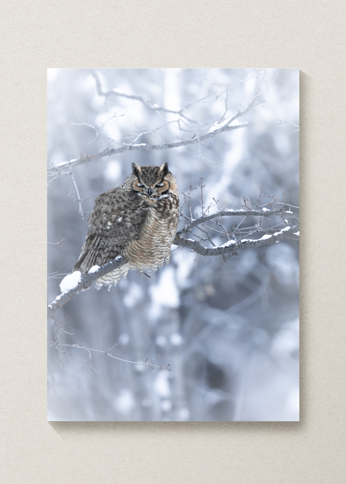 Snoozin' snowy Great Horned Owl Print