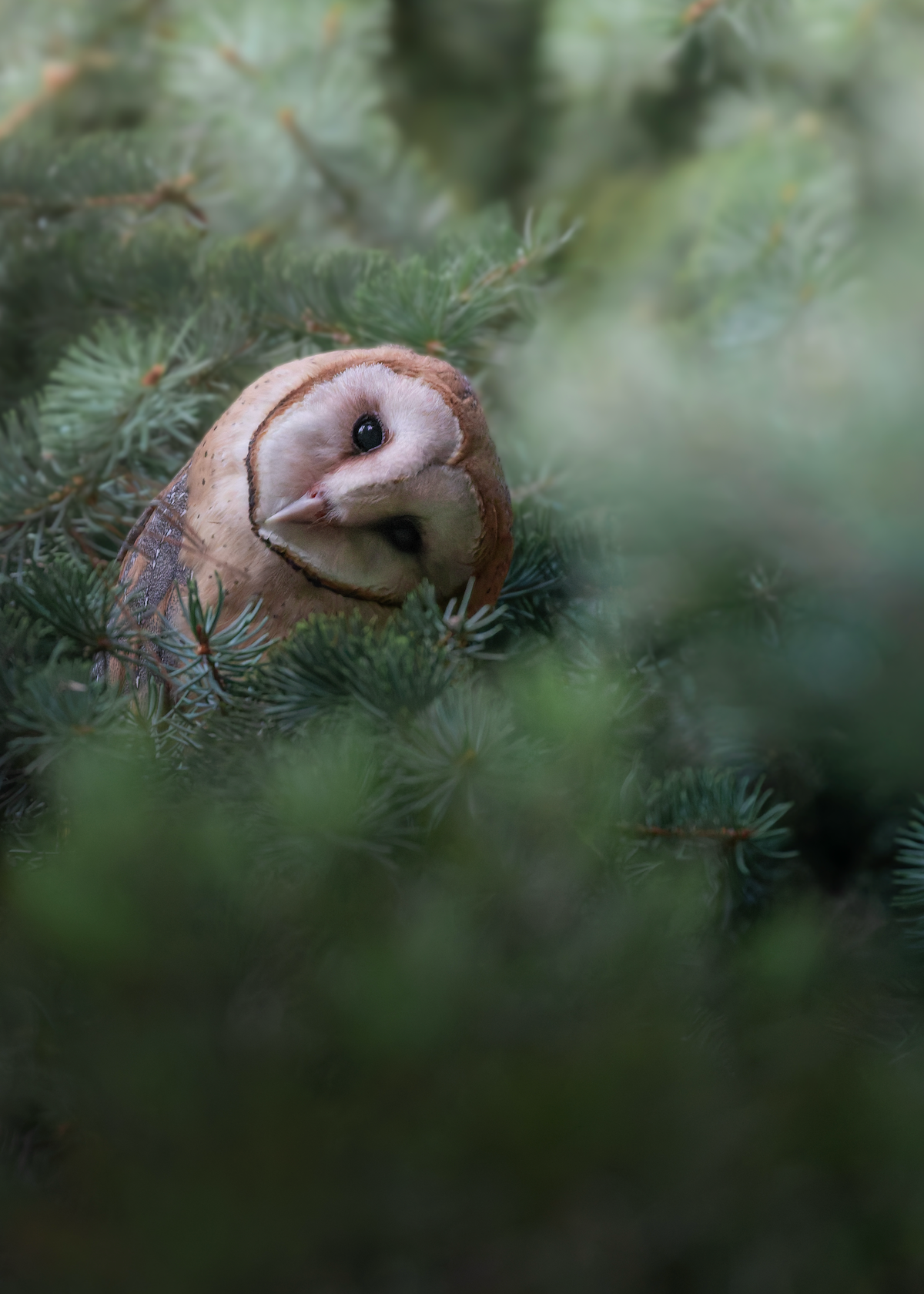 Curious Barn Owl Print