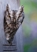 Grumpy looking Eastern Screech Owl perched in a nest box with a blurred background