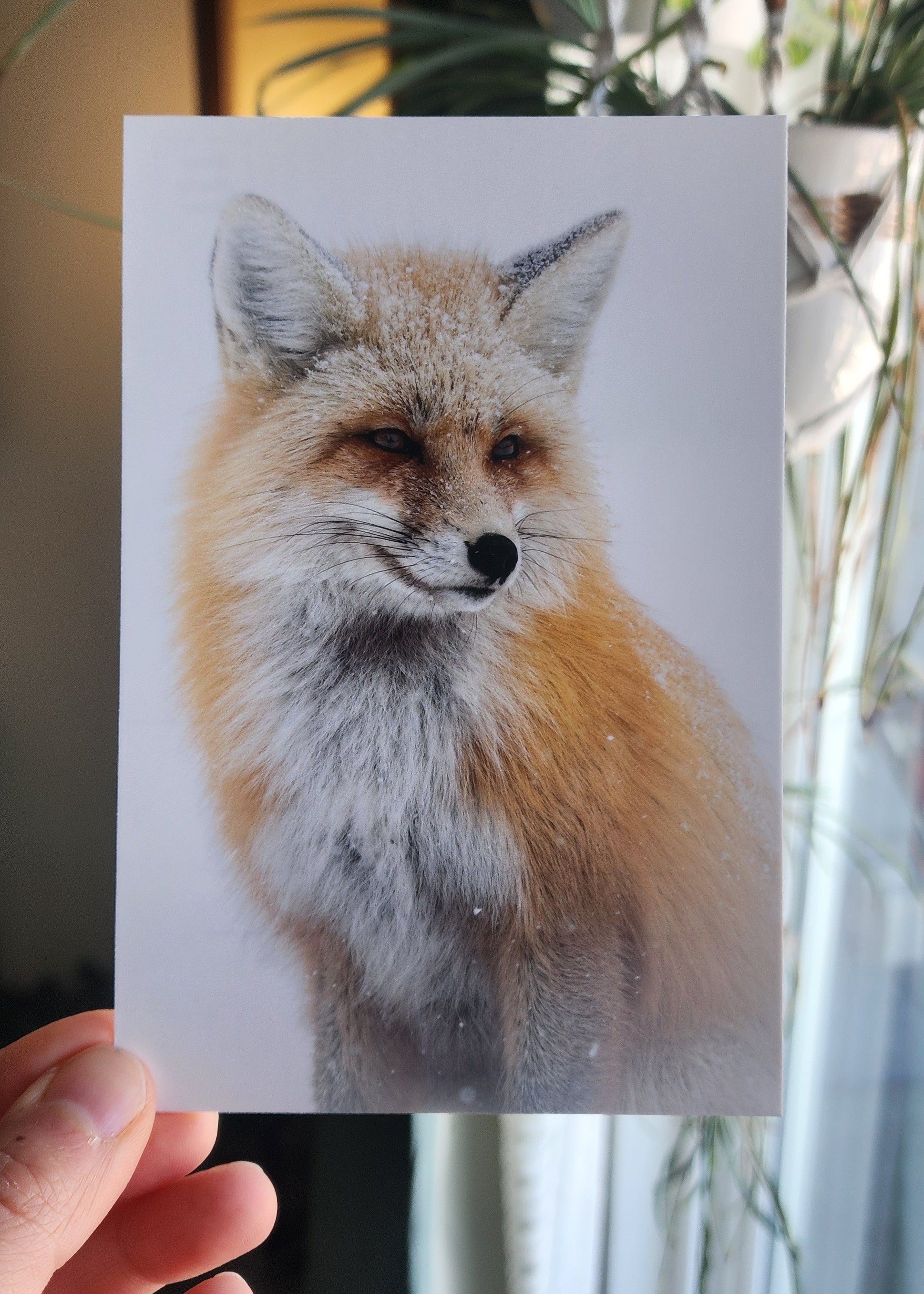 Hand holding a card with a fox photo in front of a blurred indoor background