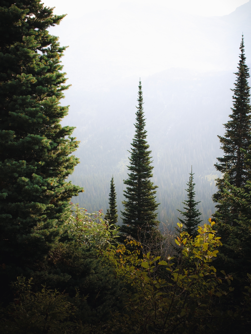 Tall trees in a forest with a foggy background