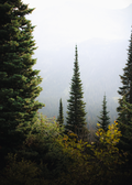 Tall trees in a forest with a foggy background