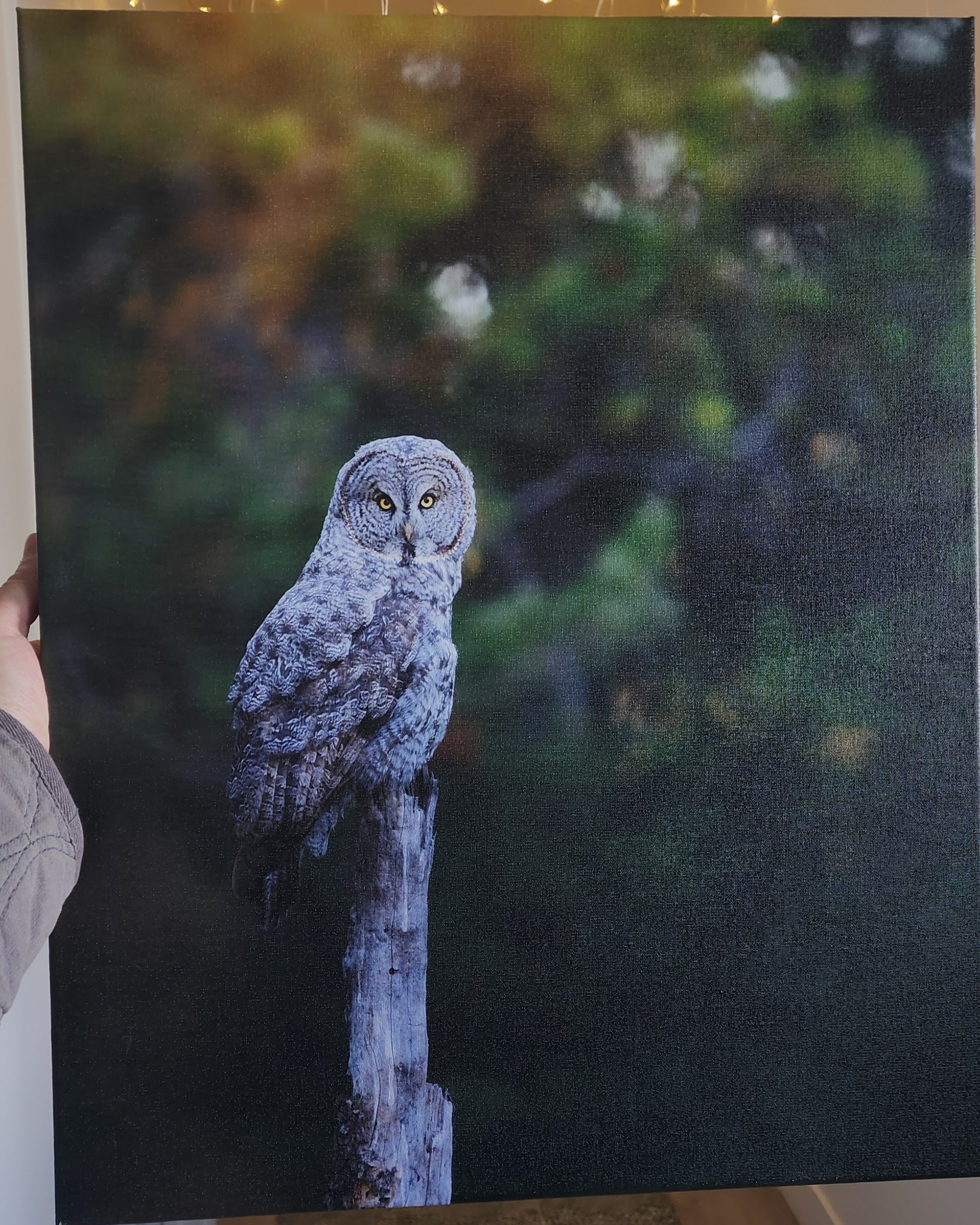 Canvas of a great gray owl perched on a branch with a blurred green background