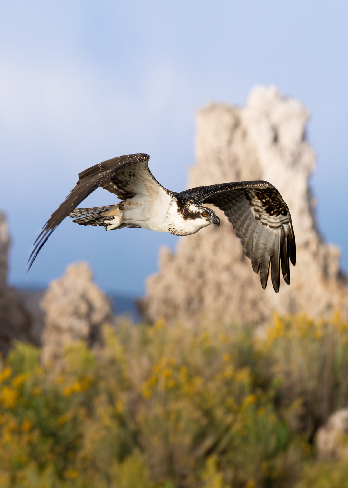 Osprey Print