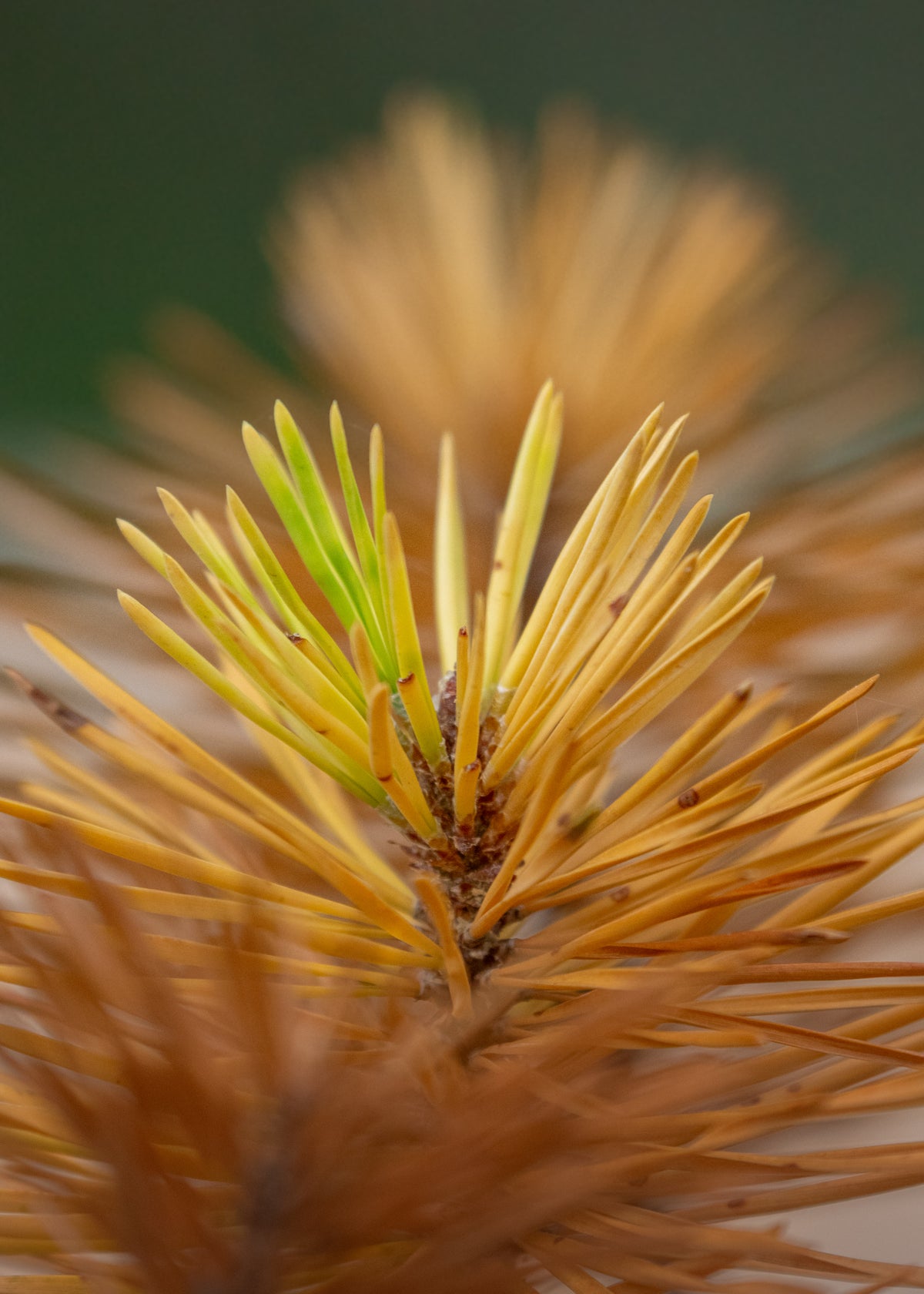 Pine Needle Print