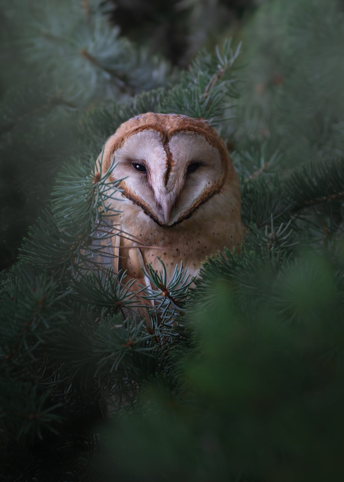 Cozy Barn Owl Print