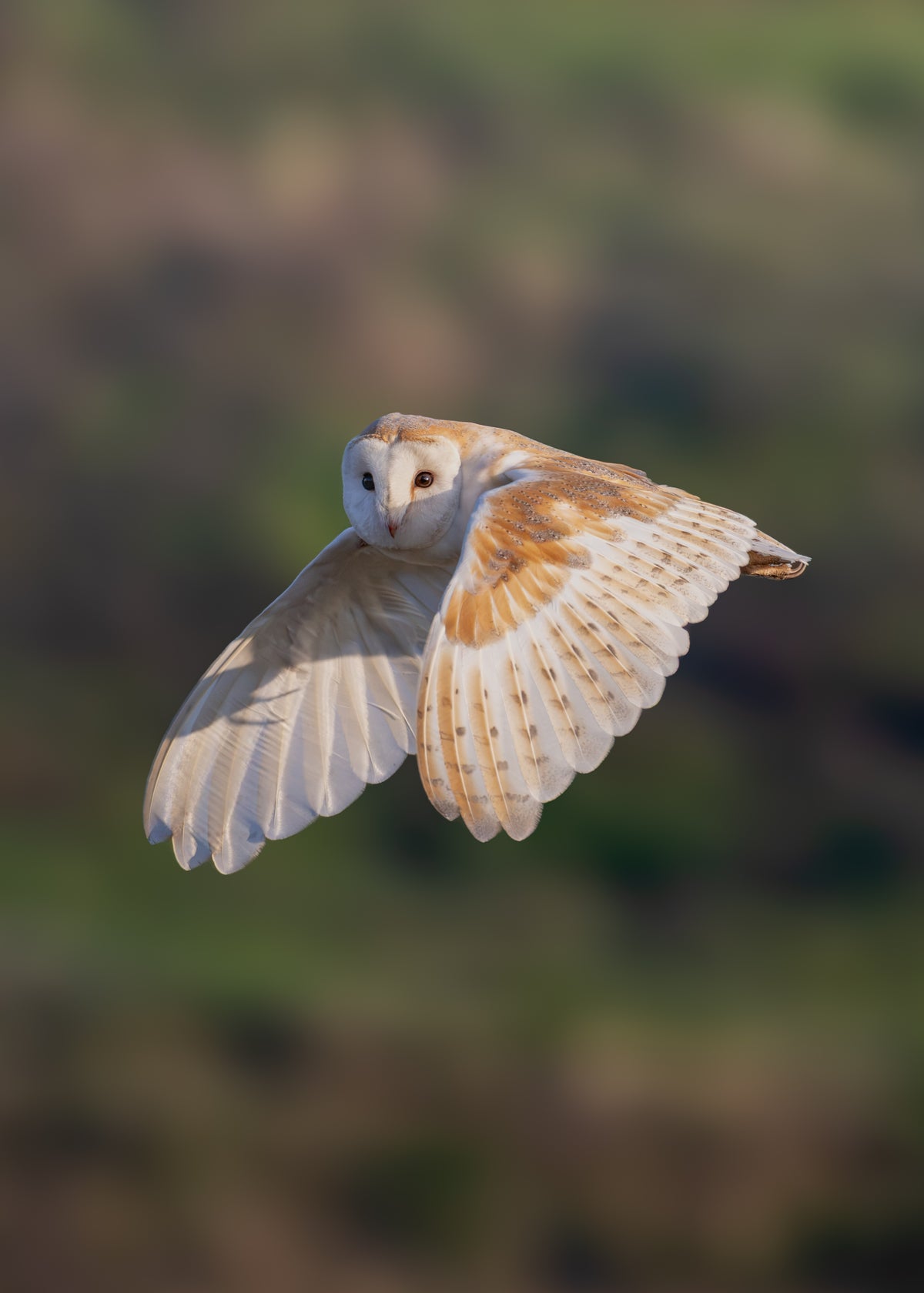 Barn Owl Flight Print