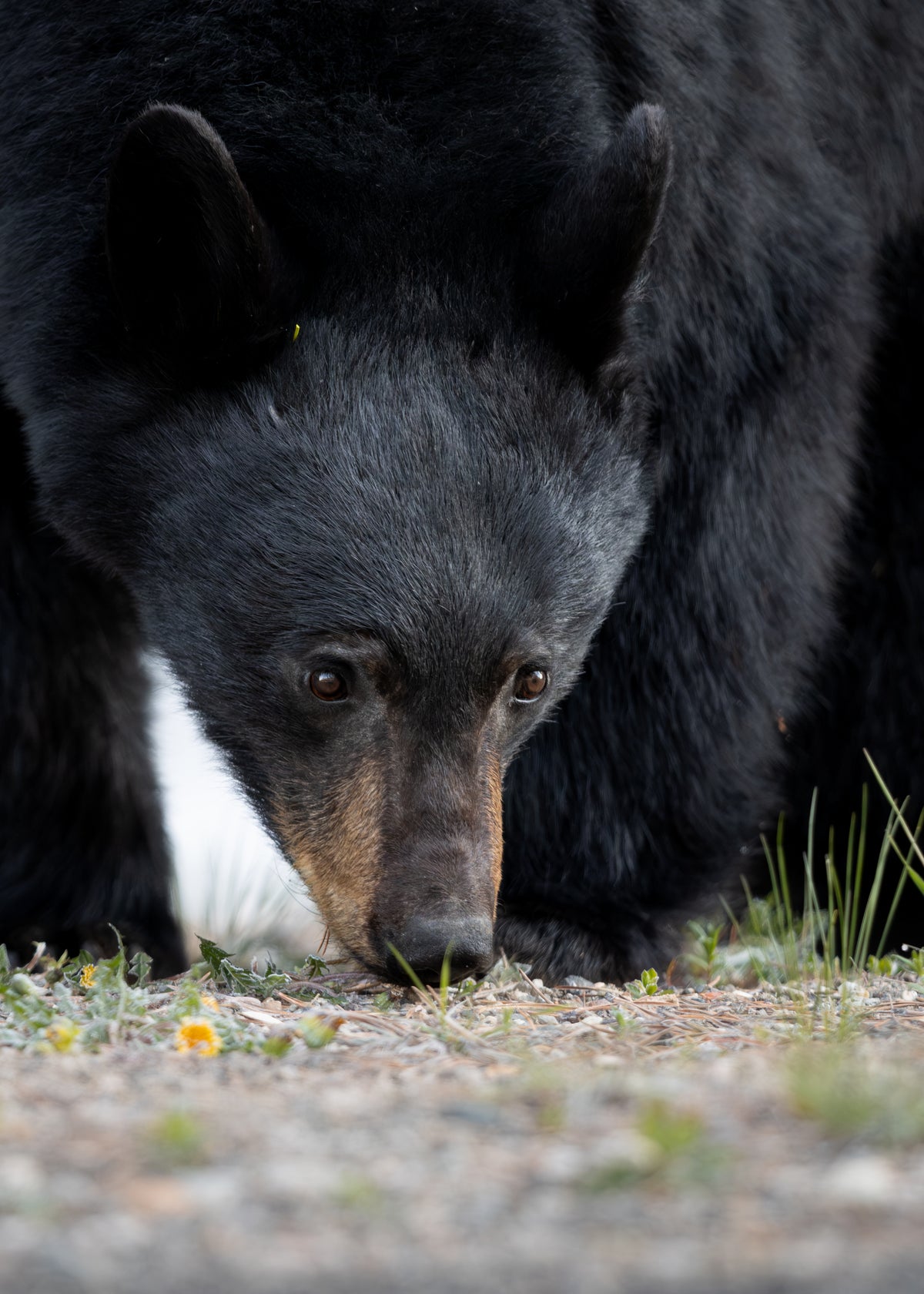 Black Bear Print