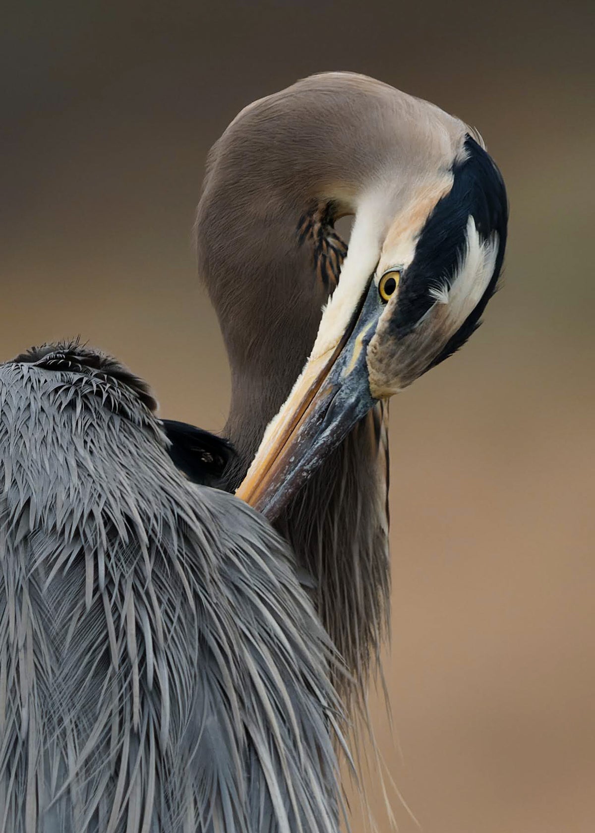 Great Blue Heron Print