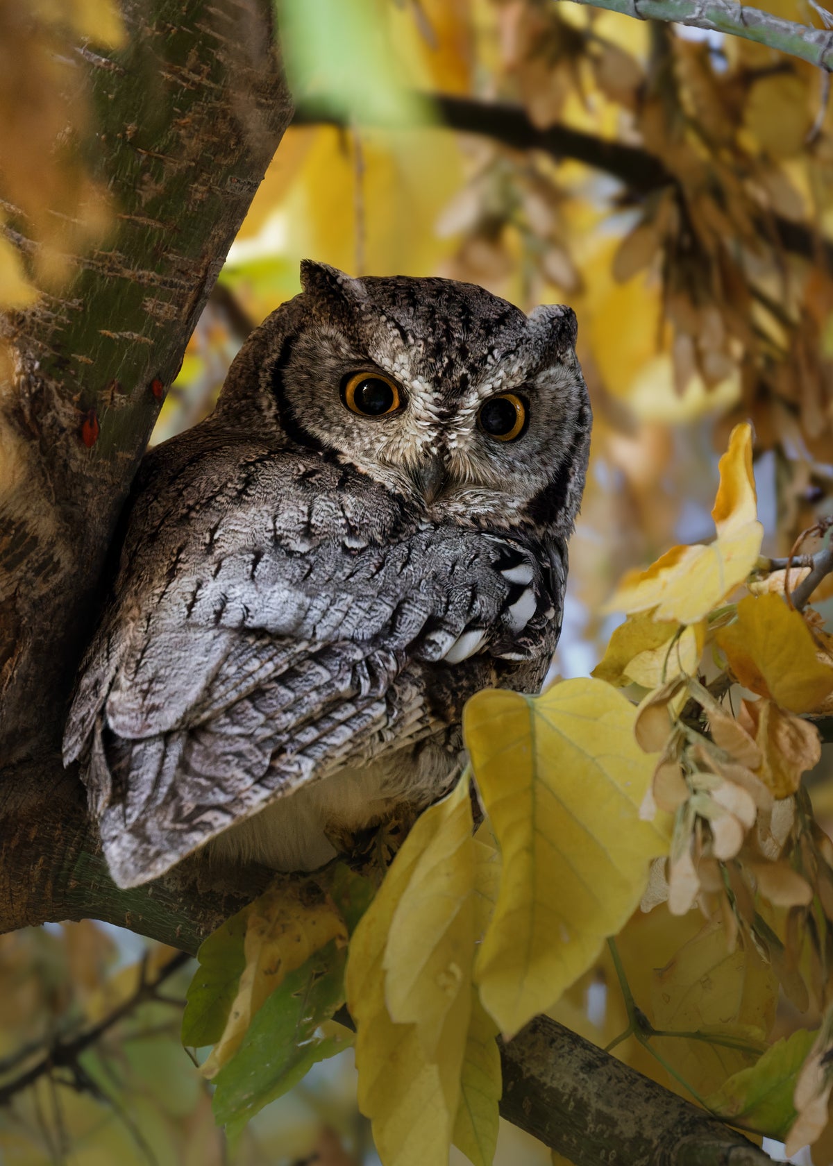 Western Screech Owl Print