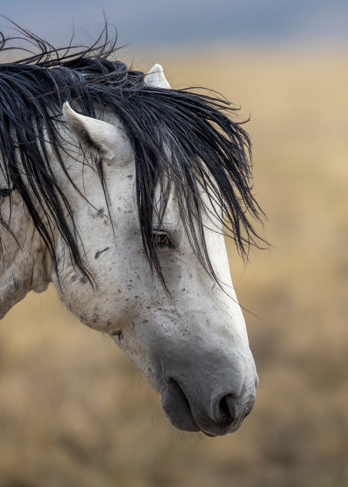 Wild Mustang Portrait Print