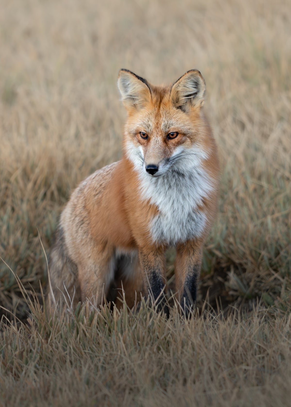 Fall Fox Print