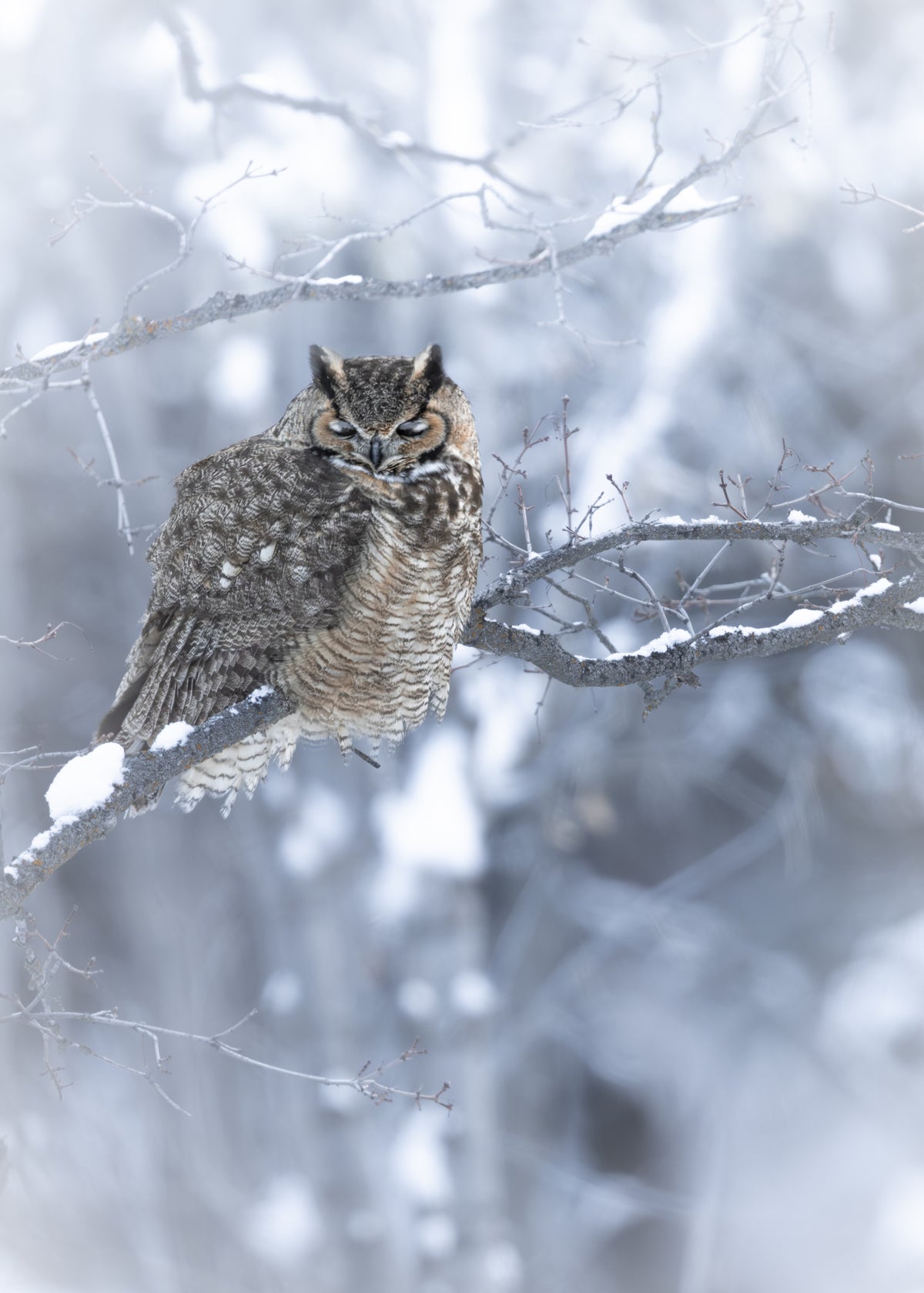 Snoozin' snowy Great Horned Owl Print