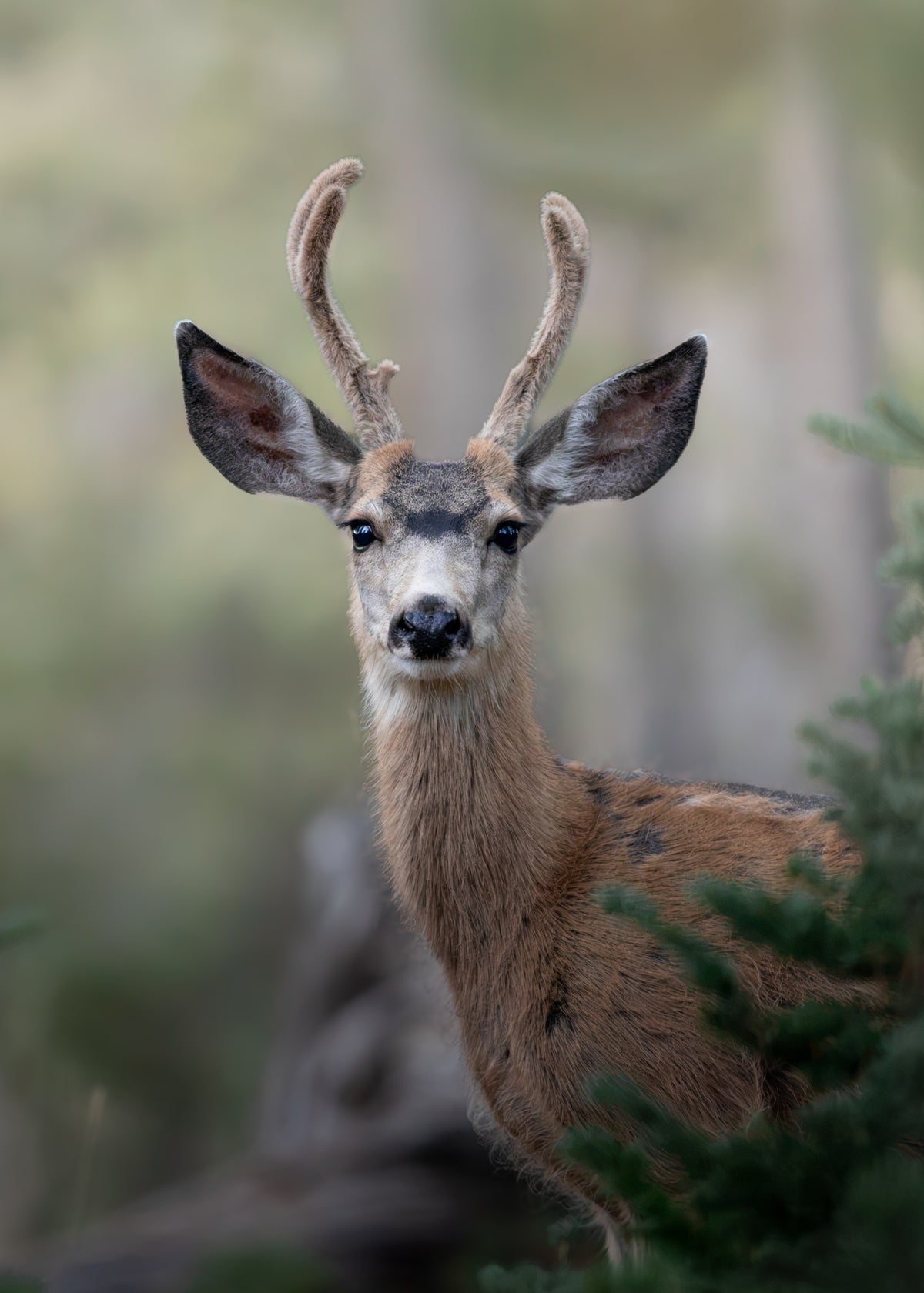 Deer Print