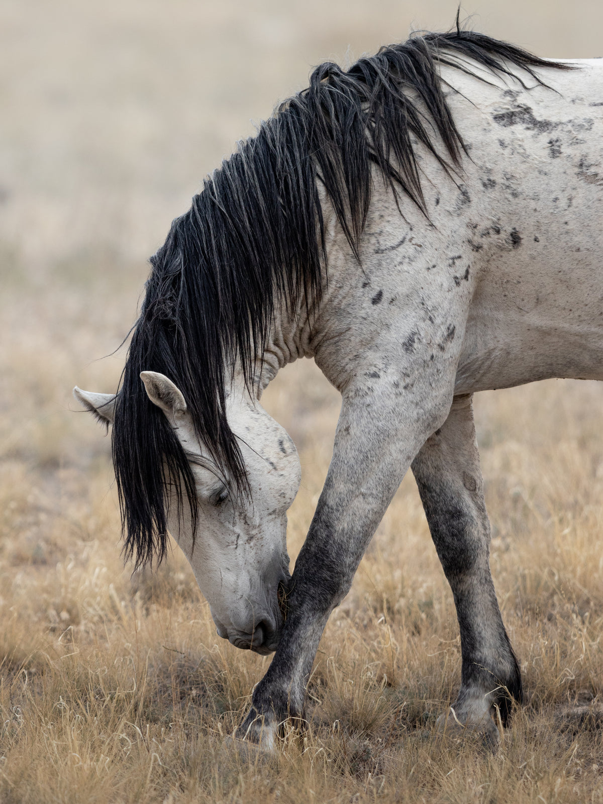 Wild Mustang Print