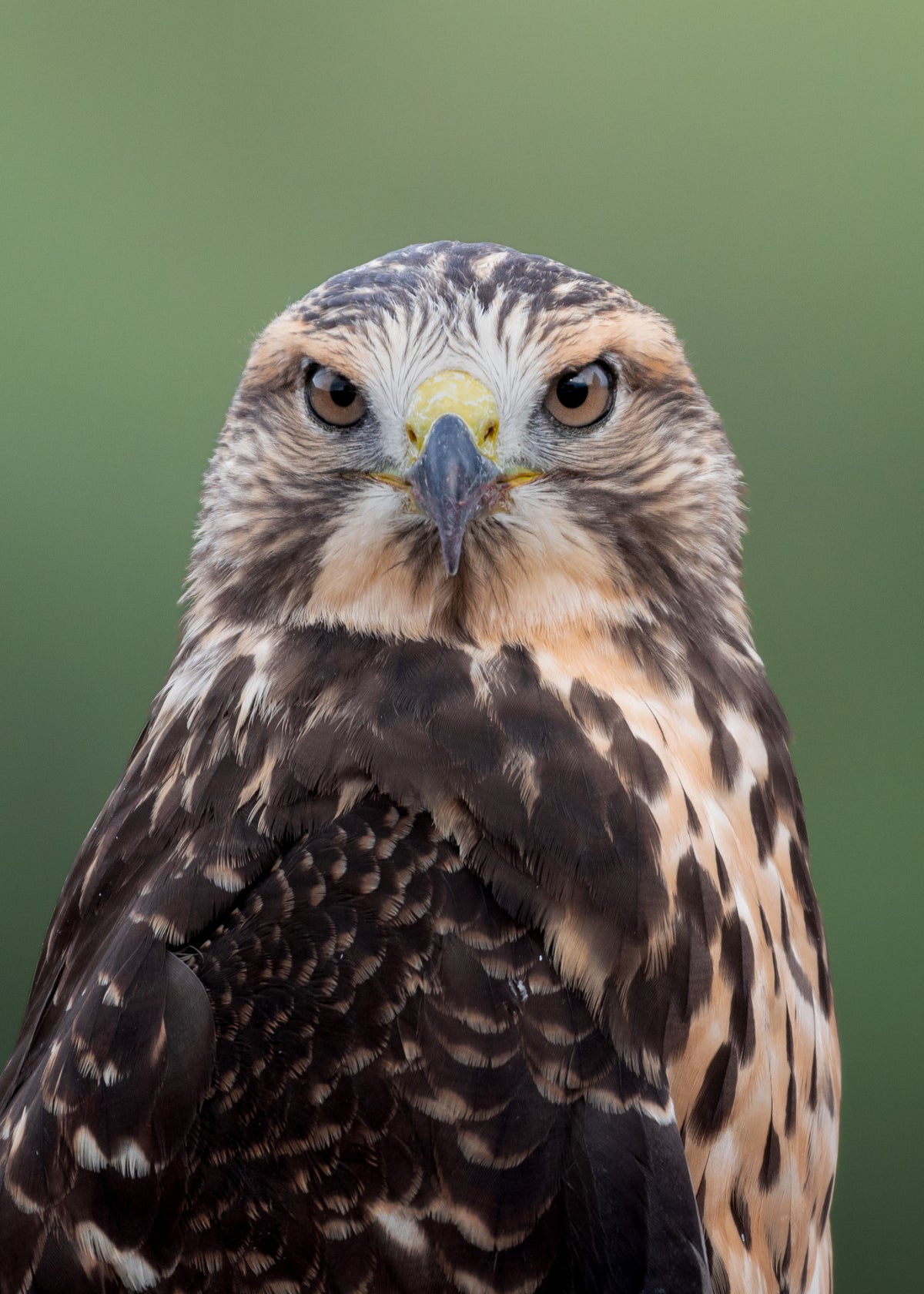 Swainsons Hawk Portrait Print