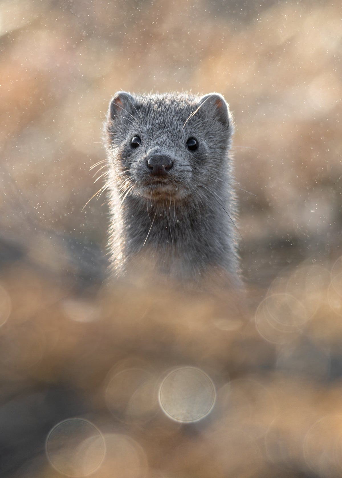 Mink Portrait Print