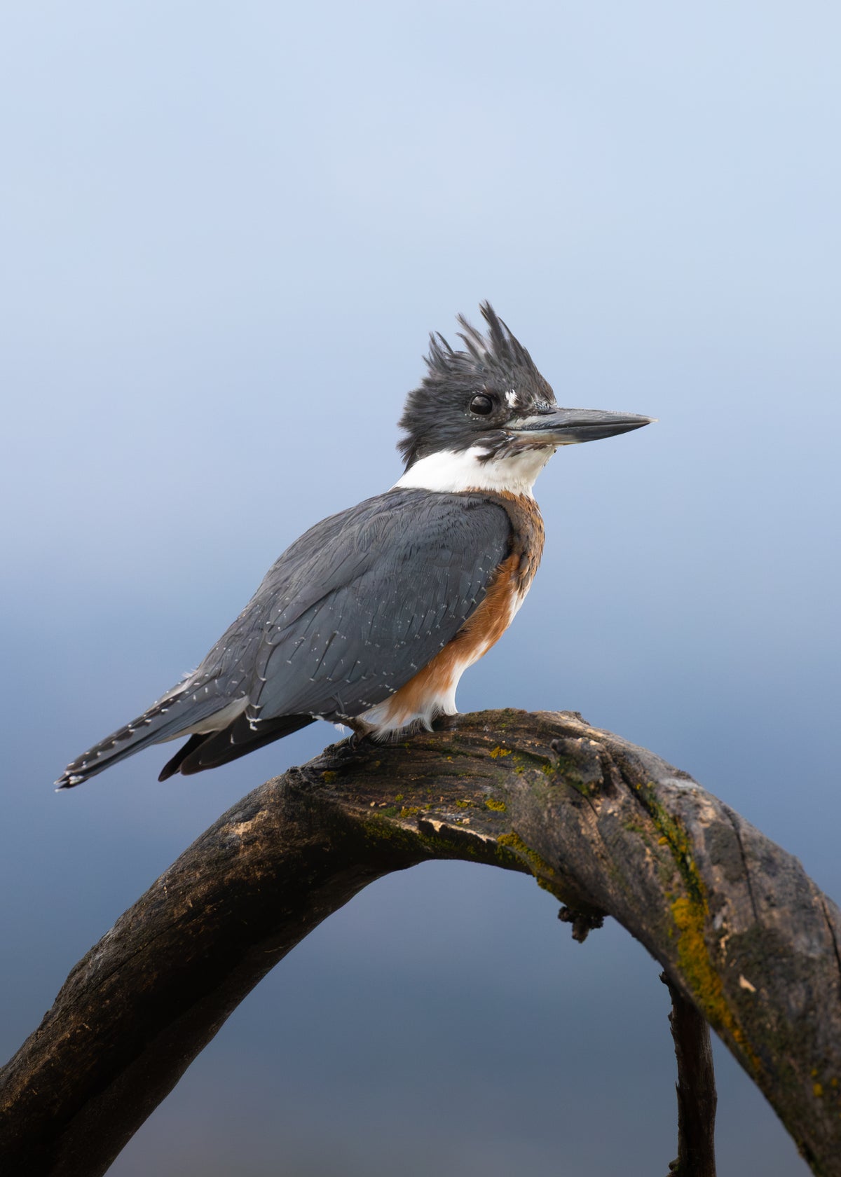 Cutie Kingfisher Print