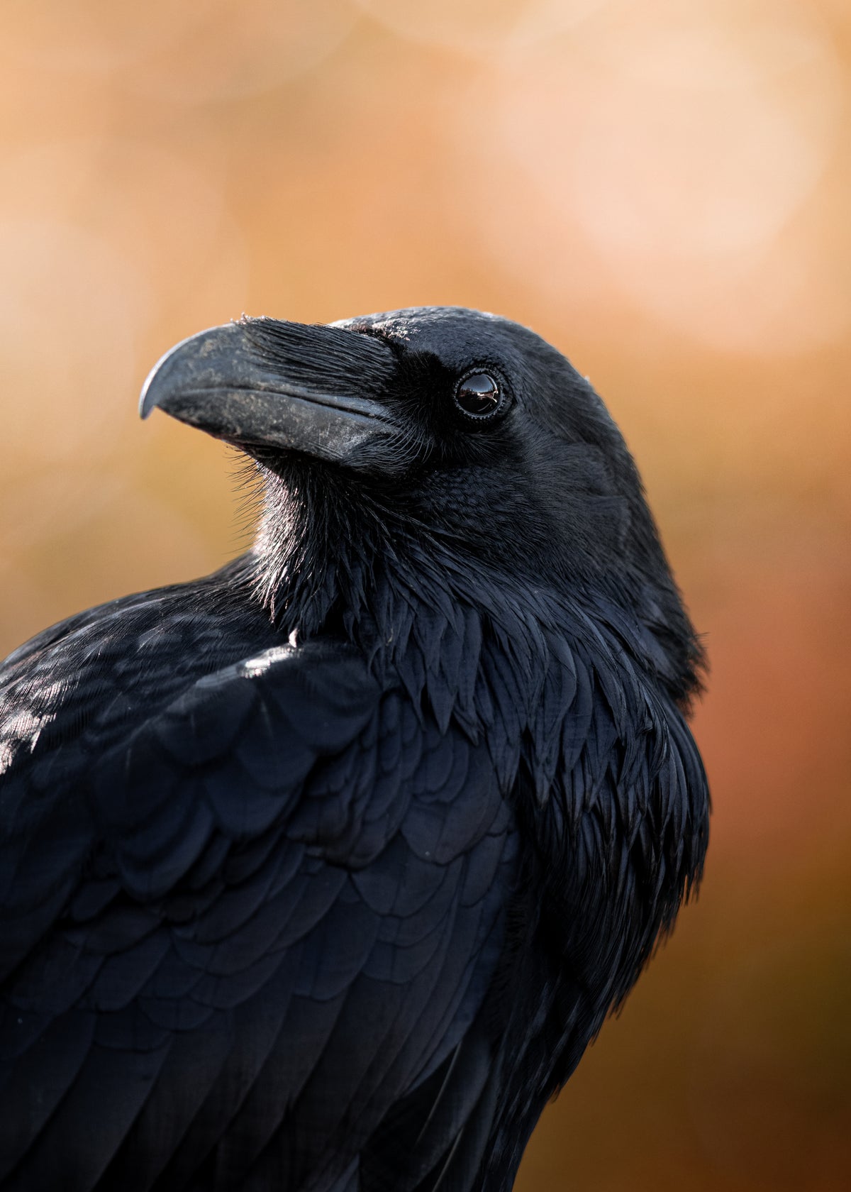 October Raven Print