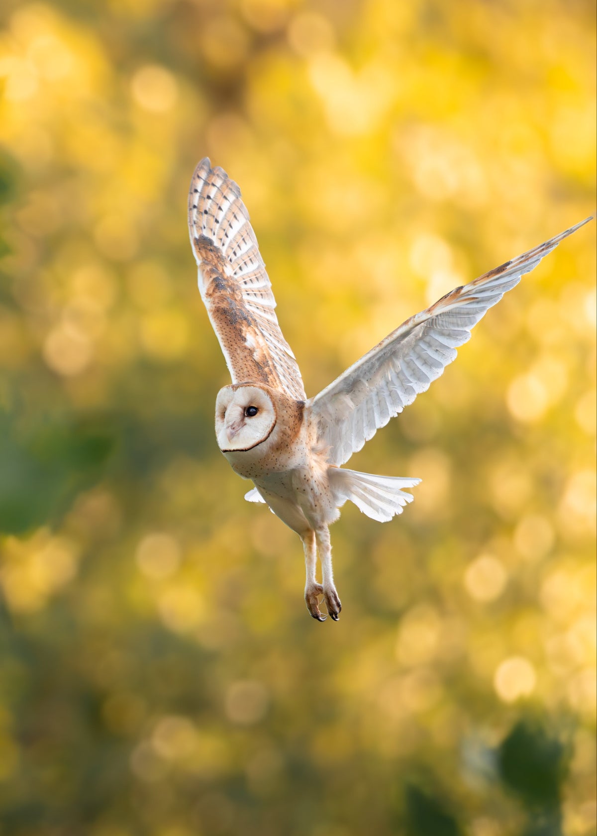 "Golden" Barn Owl Print
