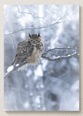 Snoozin' snowy Great Horned Owl Print