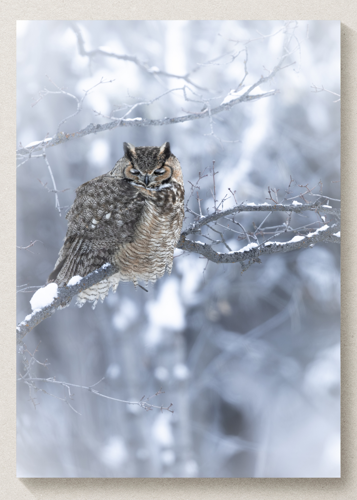 Snoozin' snowy Great Horned Owl Print