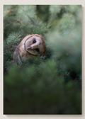 Curious Barn Owl Print