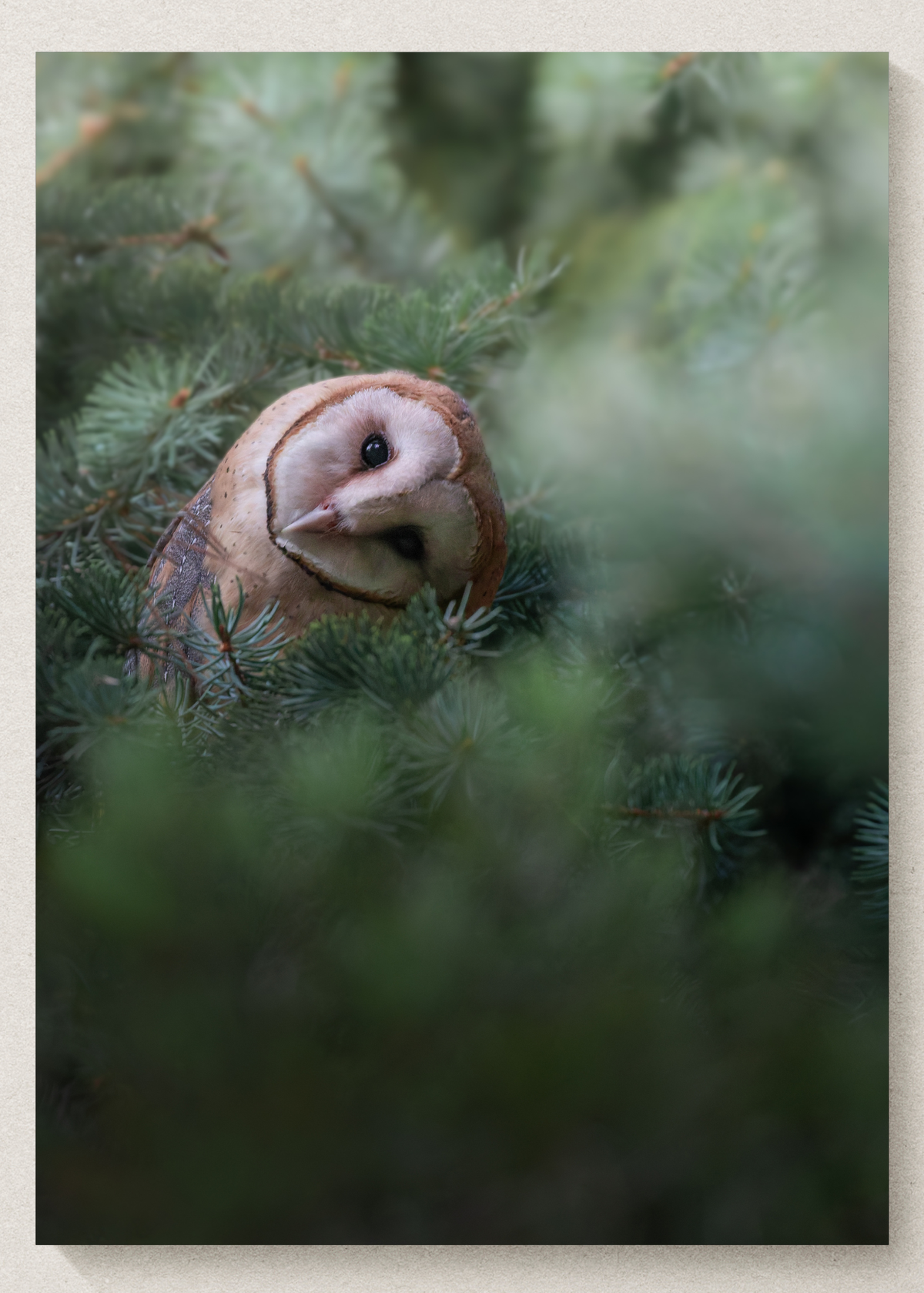 Curious Barn Owl Print