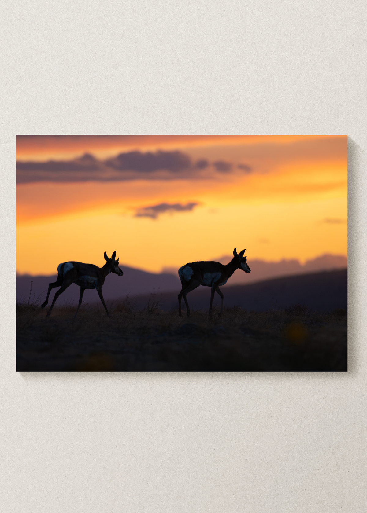 Desert Sunset Pronghorn Print