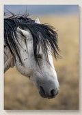 Wild Mustang Portrait Print