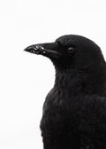 Crow in the Snow Print