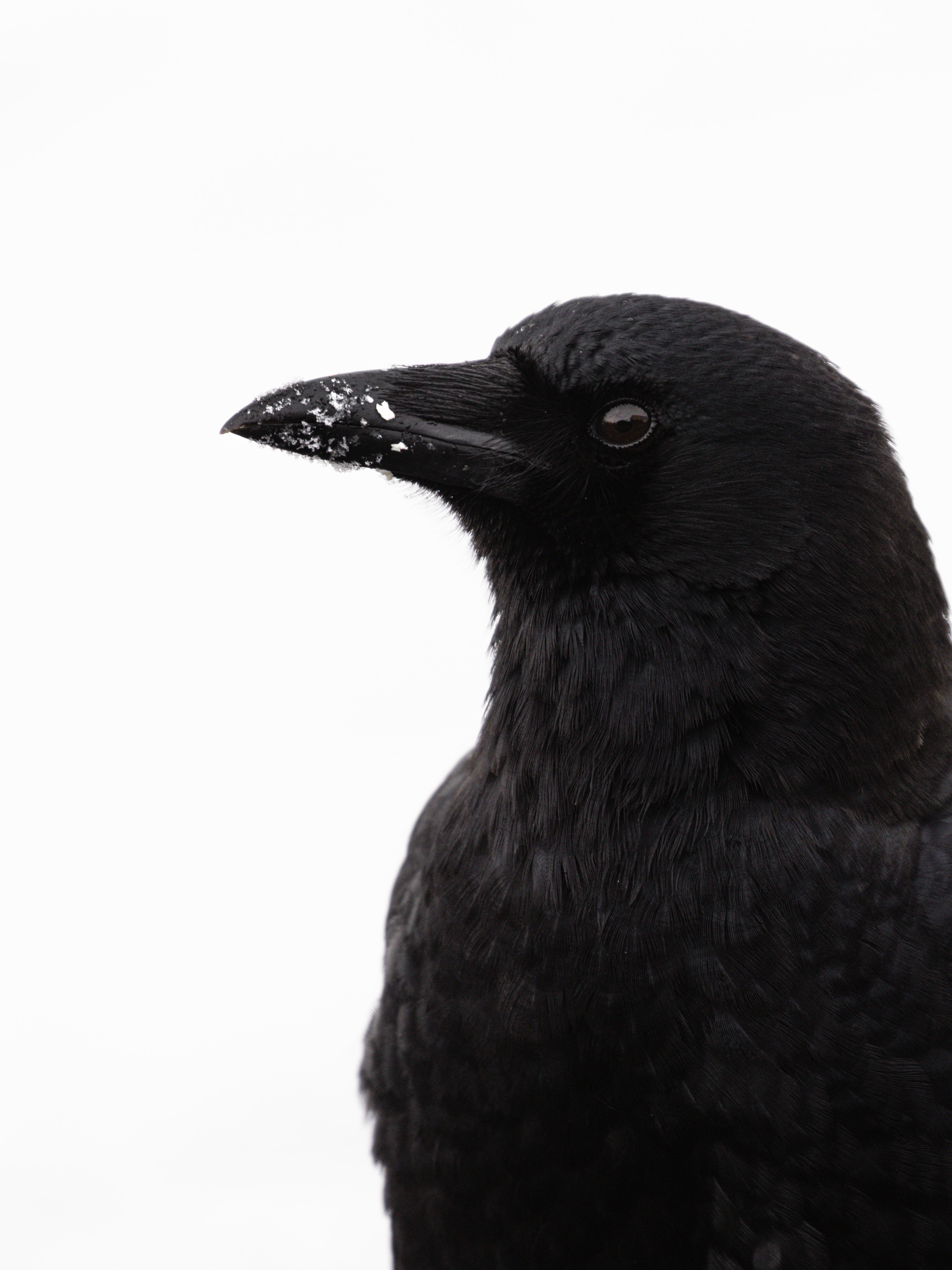 Crow in the Snow Fine Art Print