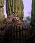 Great Horned Owl Mama & Baby Fine Art Print