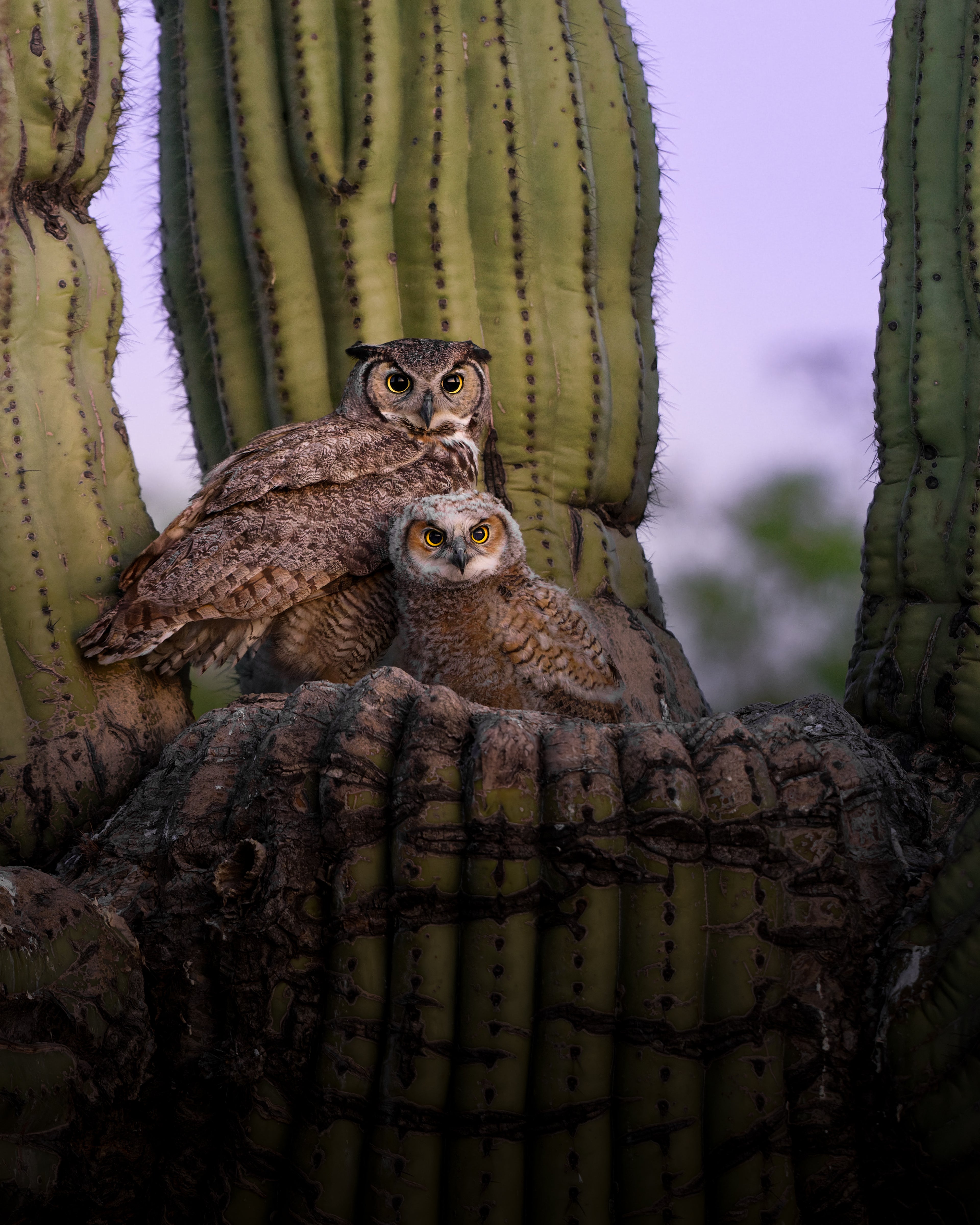 Great Horned Owl Mama & Baby Fine Art Print