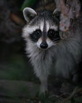 Raccoon in a natural setting with dark background