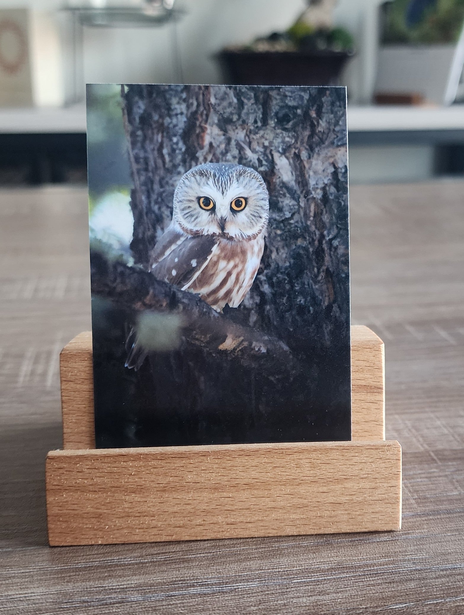 Photo print of a Northern Saw Whet Owl on a wooden stand 