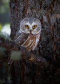 Northern Saw Whet Owl perched on a tree branch with a blurred natural background
