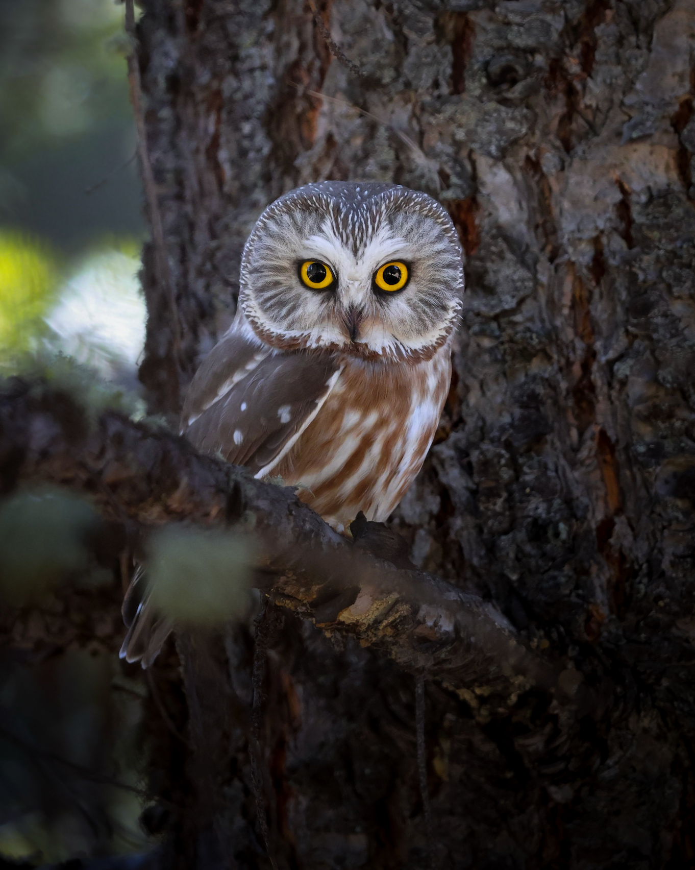 Northern Saw Whet Owl perched on a tree branch with a blurred natural background
