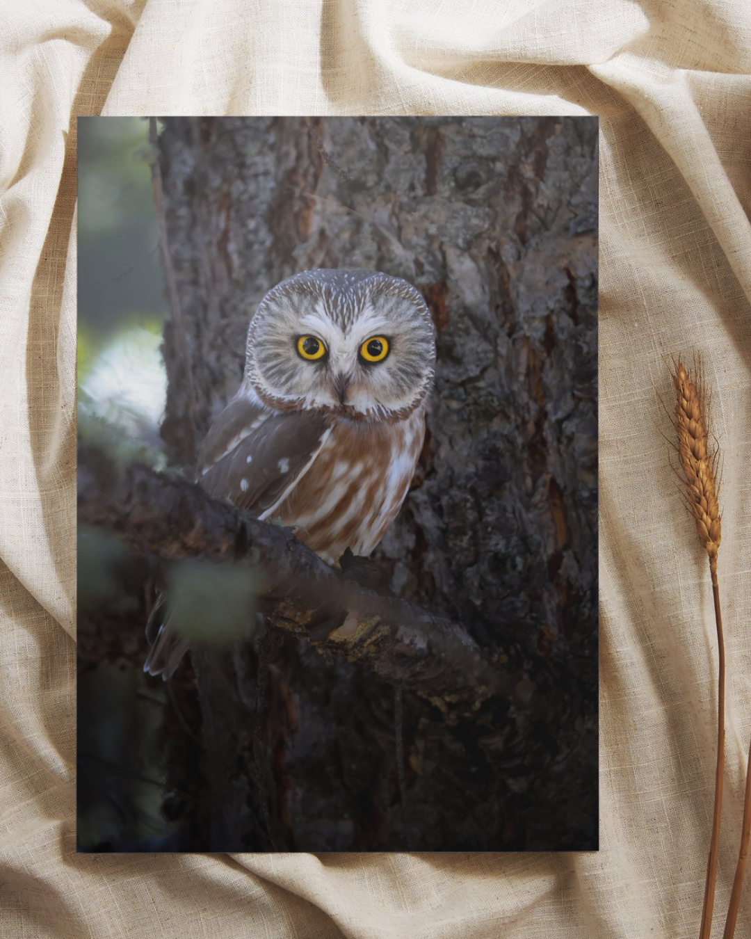 Photo of a Saw Whet Owl perched on a branch with a natural background.