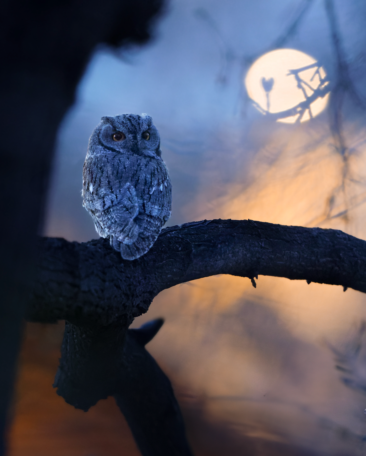 "Night Owl" Western Screech Owl Fine Art Print
