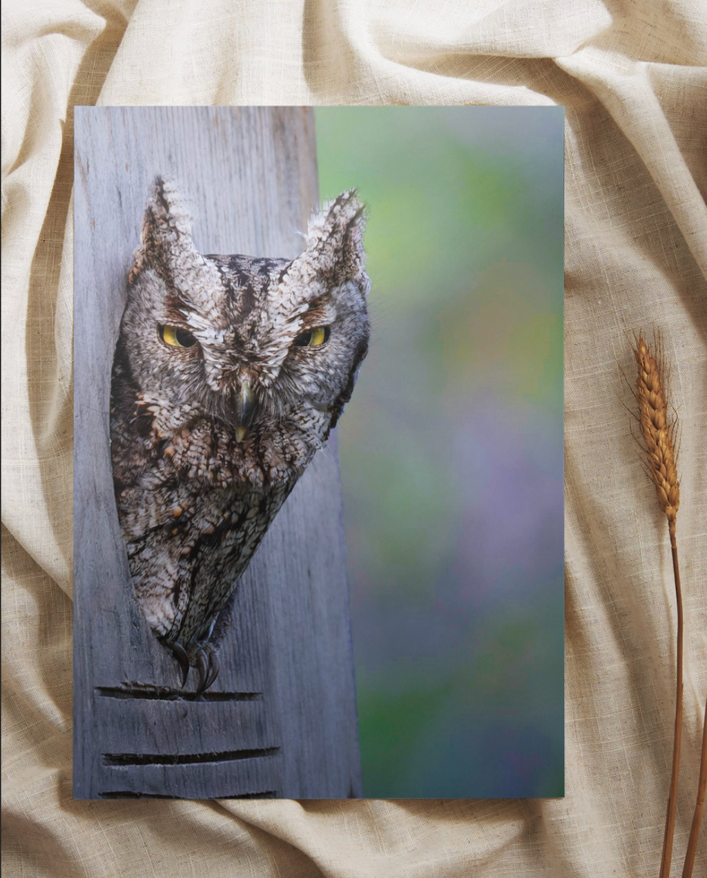 Eastern Screech Owl Fine Art Print