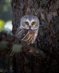 Northern Saw Whet Owl Fine Art Print
