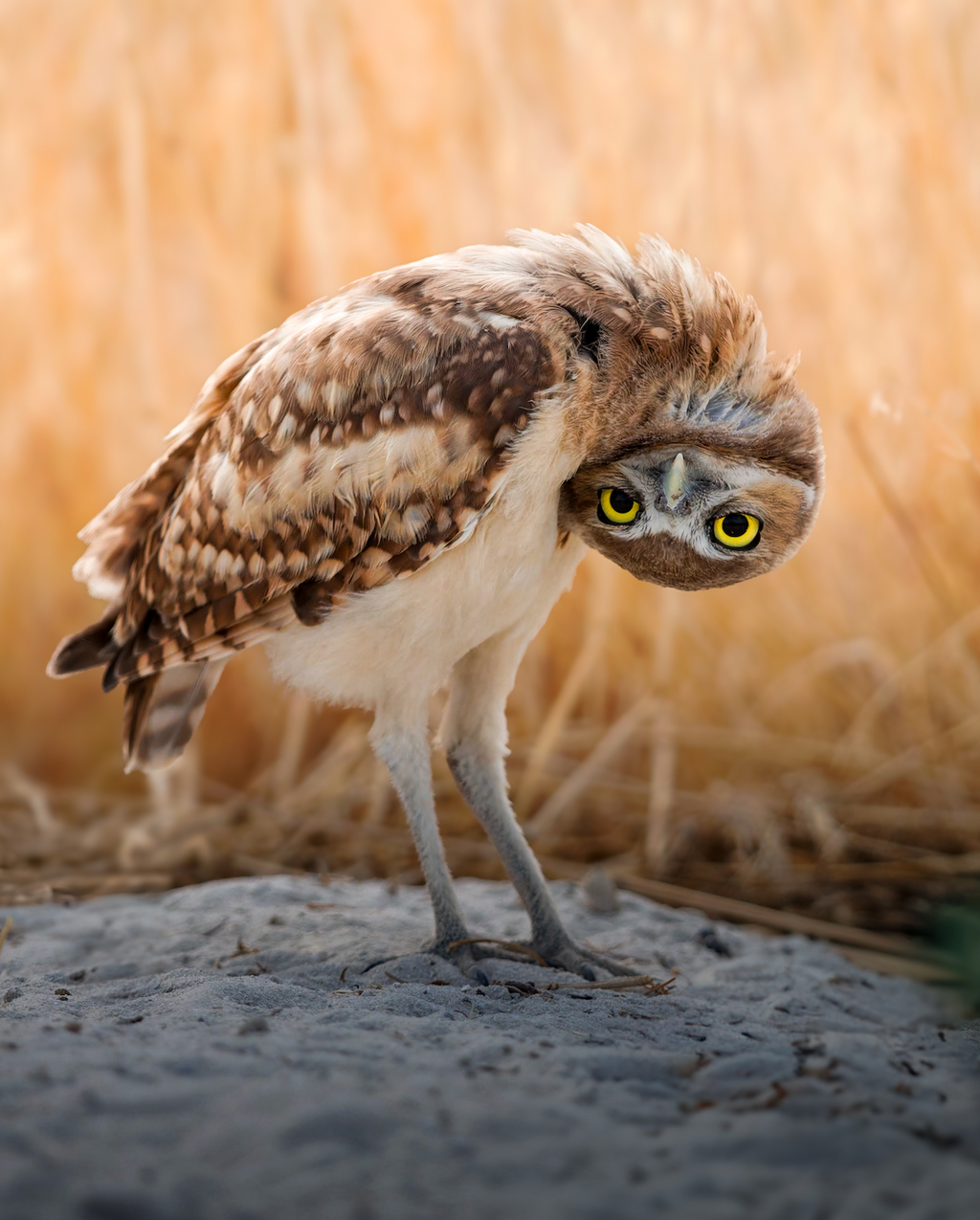 Burrowing Owl Fine Art Print