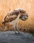 Burrowing Owl Fine Art Print