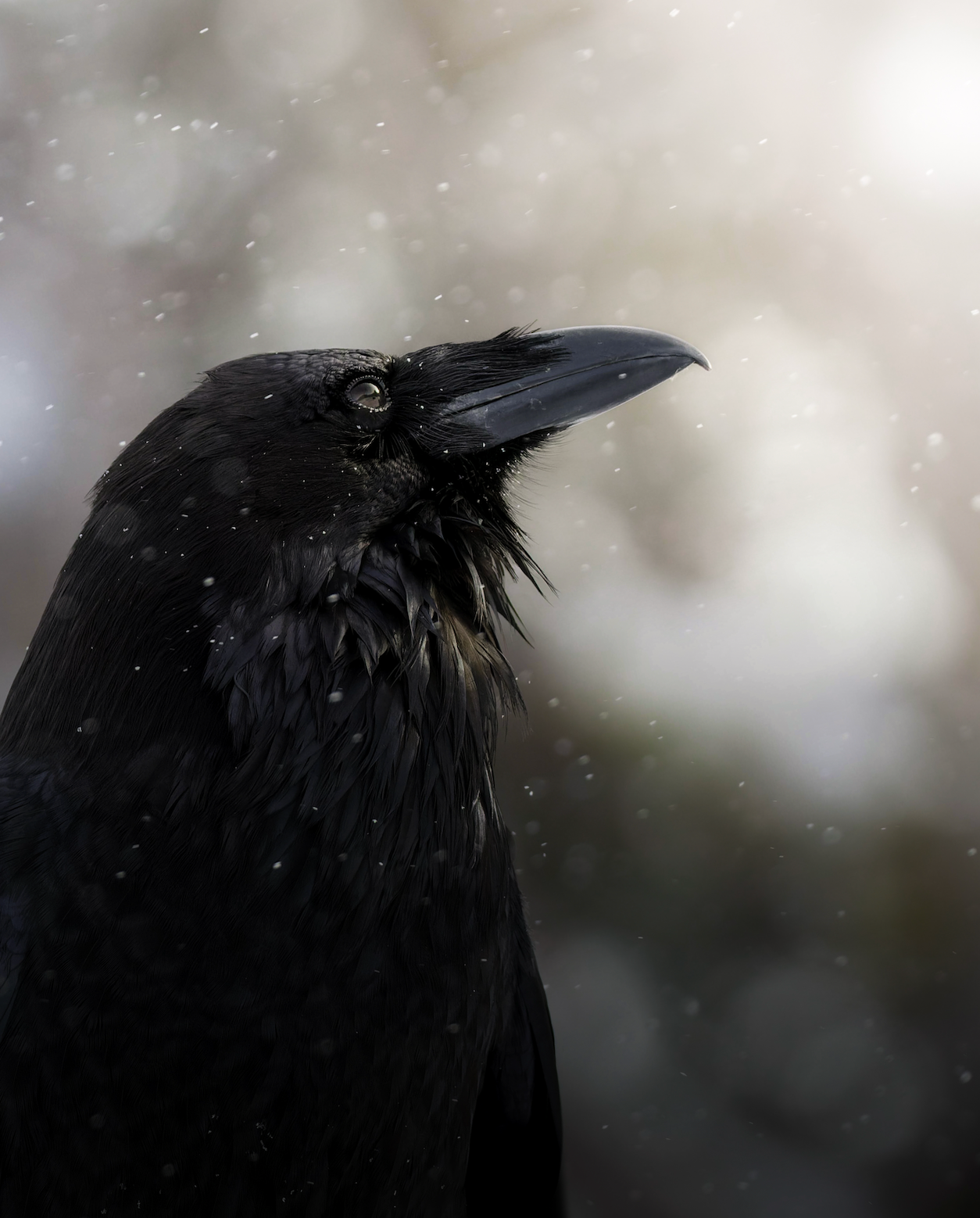 Wild Raven Fine Art Print